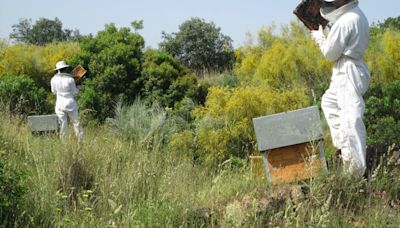 Agricultura destina más de 9 millones en ayudas al sector apícola andaluz