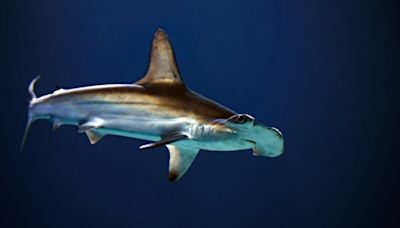 Normandie : un requin sème un vent de panique sur une plage de la Manche