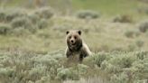 Grizzly bear euthanized on Yellowstone River outside park