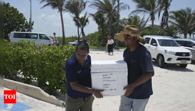 Mexico evacuates even sea turtle eggs from beaches as Hurricane Beryl approaches - Times of India