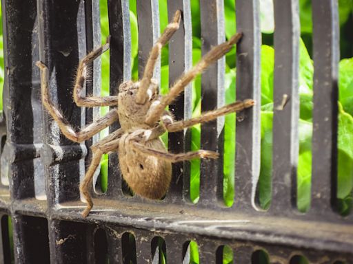 Spider blocking woman's exit is so big people reckon fire brigade is needed