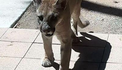 Mountain lion that made Tucson hospital visit headed back to wild
