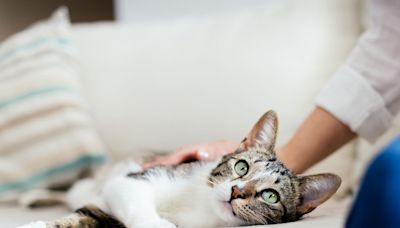 10 Most Affectionate Cat Breeds that Make Great Pets