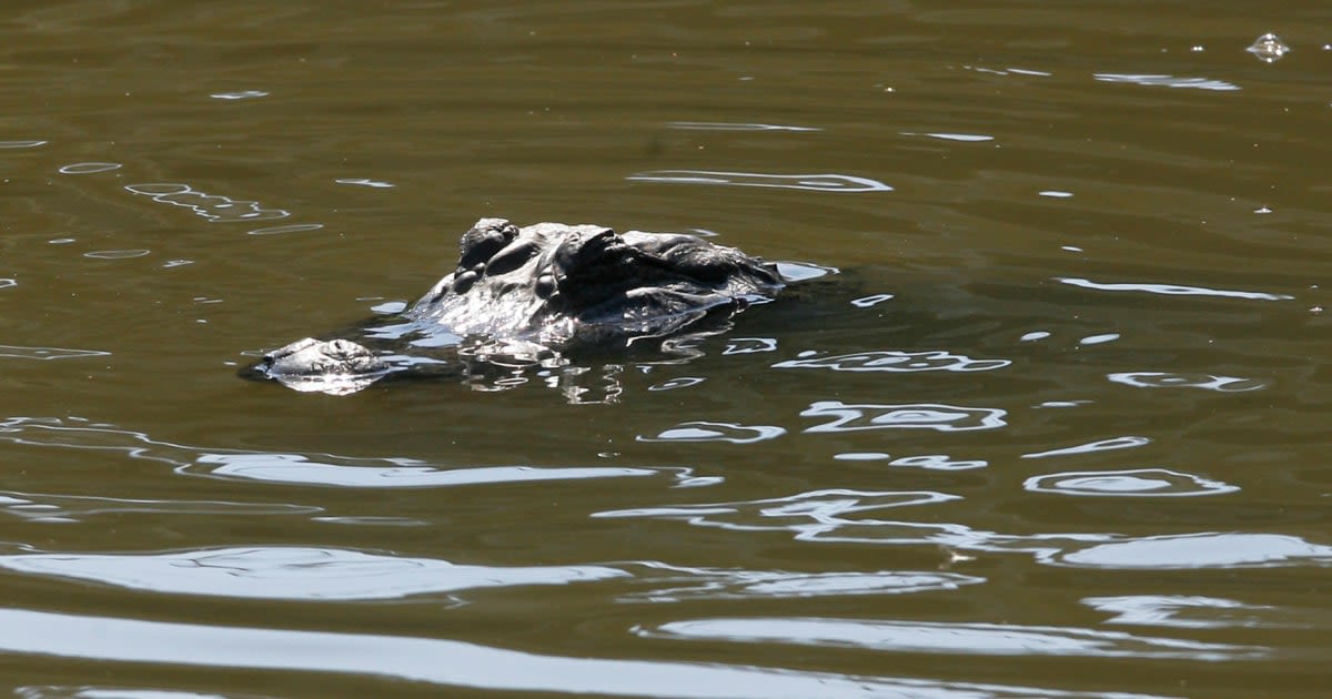 Police kill alligator after it was found with missing woman's remains in mouth