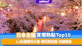 日本櫻花2023｜日本全國賞櫻熱點Top10！1.4公里櫻花大道、櫻花祭亮燈、花期預測