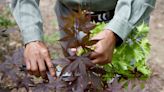 11 Tips for Pruning Japanese Maple Trees