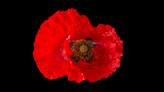 Do you wear a poppy for Remembrance Day?: Some call it a 'performance of patriotism', others a symbol of peace