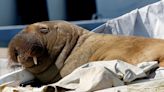 Freya the Walrus Is Sinking Boats and Winning Hearts in Search for Ideal Sunbathing Spot