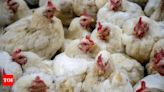 H5N1 bird flu: Researchers warn of potential human pandemic - Times of India