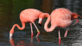 Time for some flamboyance: Florida seeing flamingos return after century of decline