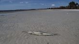 Health officials warn against swimming at local beaches, in pools after Hurricane Ian