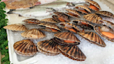 Hawaii Health Department warns of contaminated shellfish