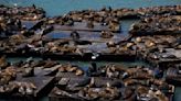 'Essentially a gas station,' fishy feast draws sea lions to Pier 39 in numbers not seen in 15 years