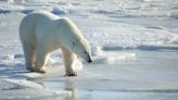 Polar bear fur tags could shed more light on how certain species groups behave