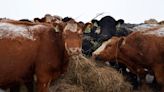 How growing cattle feed indoors could help ranchers maintain herds during drought