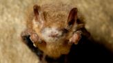 Tricolored bat on brink of extinction due to fatal fungus