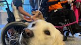 'Dog-ter' in the house: Children's Specialized Hospital welcomes therapy dog Maui
