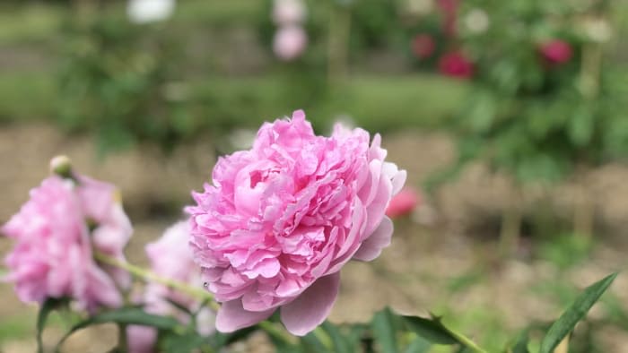 Peonies start to bloom at Ann Arbor’s Nichols Arboretum