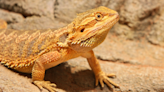 Bearded Dragon's Reaction to Seeing His Image on Mom's Phone Is Priceless