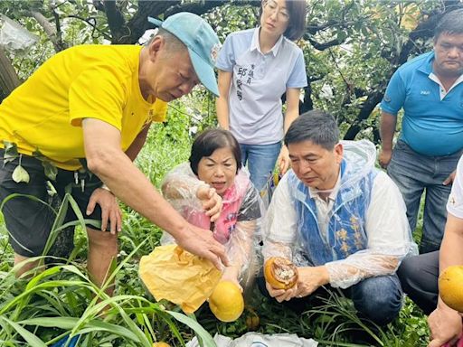 凱米颱風重創中部農業 台中高接梨損失超過5成 - 生活