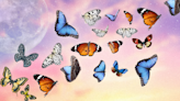 Here’s the Butterfly That Captures Each Zodiac Sign’s Ability to Transform