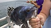 NJ fleet will head to deeper water for sea bass after storm from Ian’s remnants