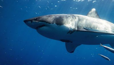 13 Sharks Off The Coast Of Brazil Reportedly Test Positive For Illegal Substance