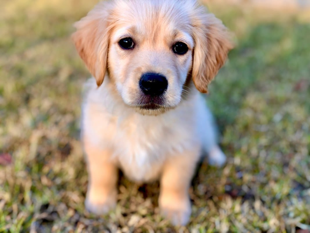 Golden Retriever Puppy Struts Into Sorority House and Becomes the Ultimate Campus Casanova