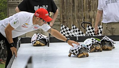 Zoopolis 500: 'Greatest spectacle in tortoise racing' returns to Indianapolis Zoo