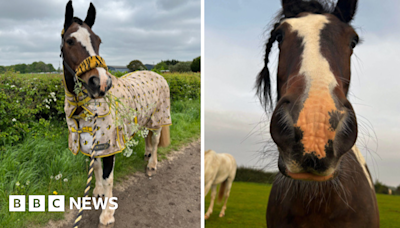 Worksop: Horse killed and mutilated in 'cruel' attack