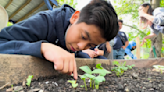 This community garden in the Bronx is a beloved neighborhood landmark. A new development could cast a shadow over it.