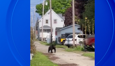 Video shows black bear strolling through Michigan beach town