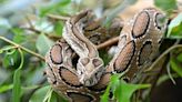 Deadly Viper On The Rise: Bangladesh Grapples With Snake Crisis