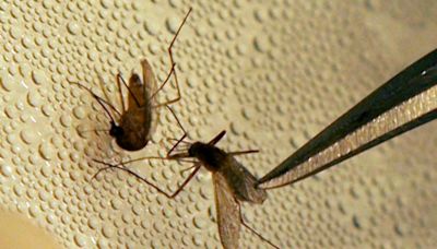 Mosquito pool in Travis County tests positive for West Nile