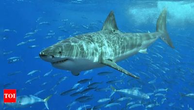 Most dangerous and deadliest shark species | - Times of India