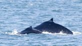 Spotted in Salish Sea: First humpback mother, calf sighting of 2024