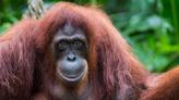 Orangutans are being pushed to the brink of extinction. Can we save them in time?