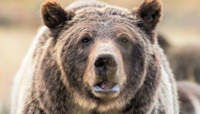 Tourist learns the hard way never to approach a grizzly bear for photos – no matter how cute it looks