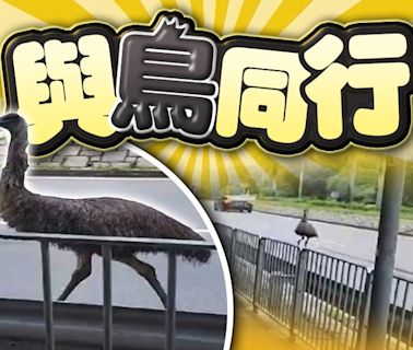 天水圍驚現澳洲鴕鳥 與車輛鬥快跑