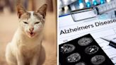 Brain Parasites Found In Cat Poop Can Treat Alzheimer's, Parkinson's, Says Study