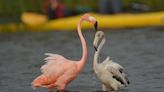 Bird enthusiasts flock to Lake Petenwell in central Wisconsin to catch glimpse of rare flamingos