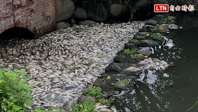 竹東生態河濱公園魚群暴斃 環保局追原因 - 自由電子報影音頻道