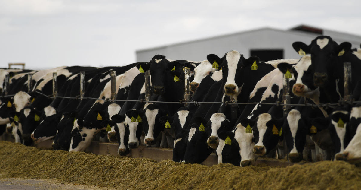 Dairy cattle moving between states must be tested for bird flu, Colorado Agricultural Commission rules