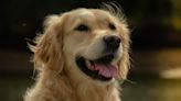 Golden Retriever's Curious Reaction to Seeing a Prosthetic Leg Is Simply Irresistible