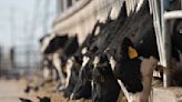 No new NM dairy cow avian flu cases confirmed in weeks