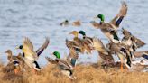 2023 Waterfowl Survey Results Show Sliding Mallard Numbers, Resurgence of Pintails