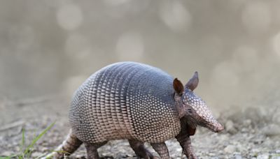 Texas' state mammal gets new name