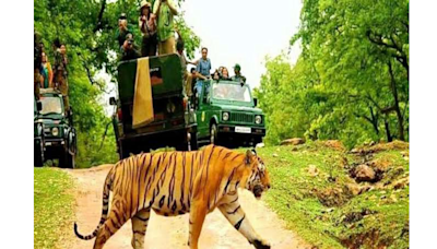 Bhopal: Tiger Reserves Roar With Visitor Surge Compared To Last Year