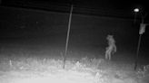 Texas City Needs Help Identifying 'Strange' Figure Spotted Near Zoo: 'Definitely Chupacabra'