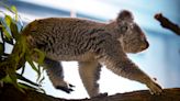 Vintage Chicago Tribune: Koala-crazy — A look back at when Lincoln Park Zoo welcomed the marsupials in 1988